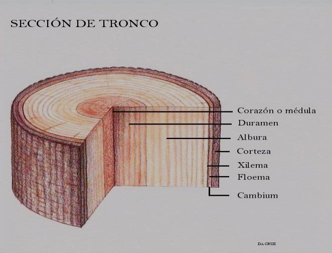 Estructura de la madera